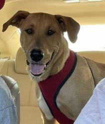 Reunited Male Dog last seen Near E 93rd St, Odessa, TX 79765, USA, Odessa, TX 79765