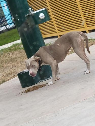 Lost Female Dog last seen Near West Southcross at the YMCA/Flores Park, she's roaming around here by the bathrooms, San Antonio, TX 78211