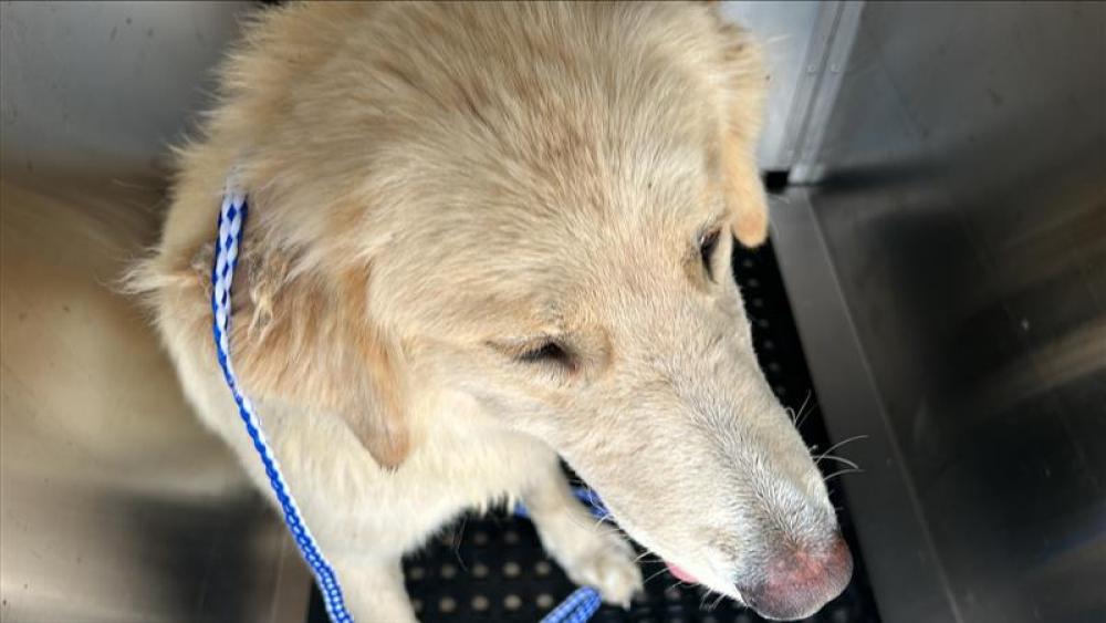 Shelter Stray Female Dog last seen Near BLOCK ROSS RD, Austin, TX 78702