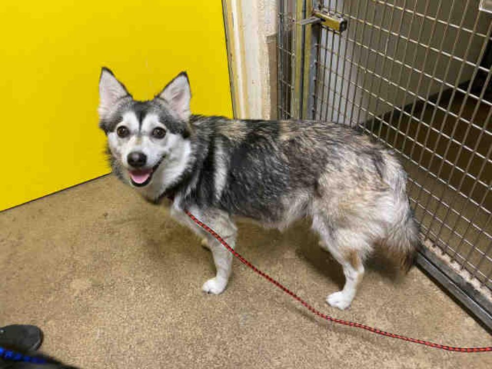 Shelter Stray Female Dog last seen RAL AT SPRING VALLEY PARK, Bonita, CA 91902
