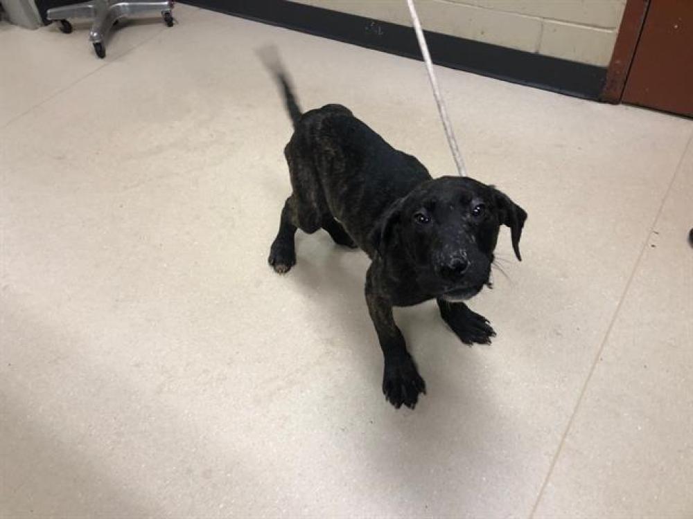 Shelter Stray Male Dog last seen HARTUNG PARK, West Milwaukee, WI 53215