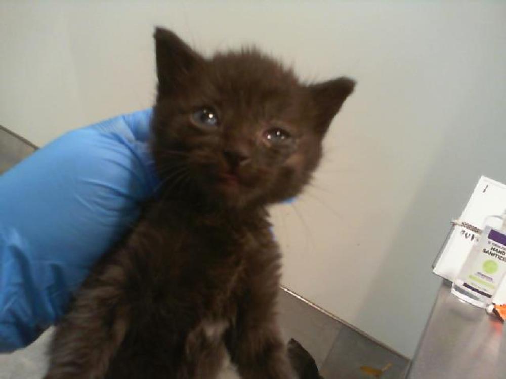 Shelter Stray Female Cat last seen CHARLOTTE, Charlotte, NC 28217