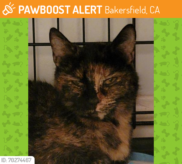 Shelter Stray Female Cat last seen Near BLOCK LARCUS AVE, BAKERSFIELD CA 93307, Bakersfield, CA 93308