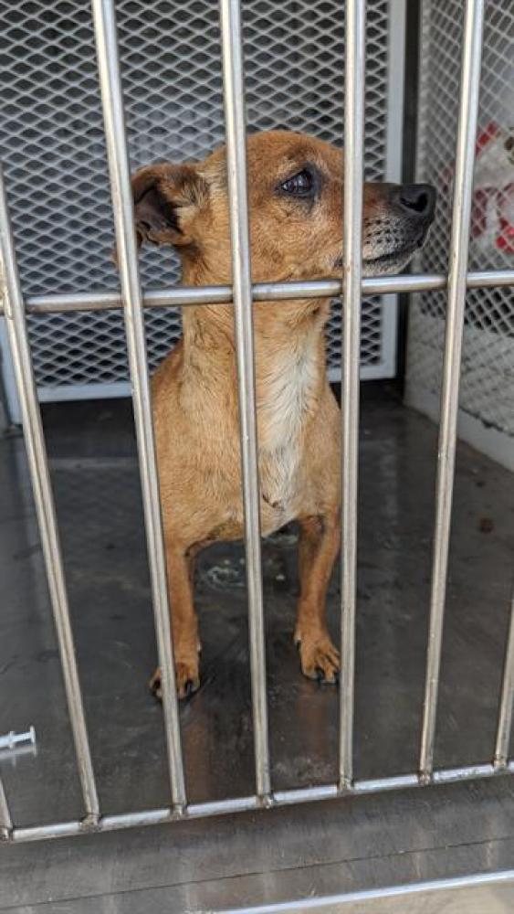 Shelter Stray Male Dog last seen Near BLOCK STUBBLEFIELD RD, MARICOPA CA 93252, Bakersfield, CA 93308