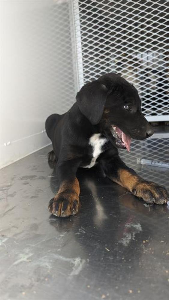 Shelter Stray Female Dog last seen Near BLOCK STUBBLEFIELD RD, MARICOPA CA 93252, Bakersfield, CA 93308
