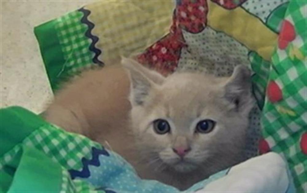 Shelter Stray Female Cat last seen Near GOLDFIELD ST, RENO NV 89512, Reno, NV 89502