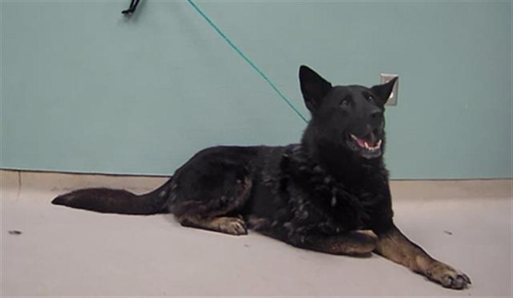 Shelter Stray Male Dog last seen Near W 11TH ST, RENO NV 89503, Reno, NV 89502