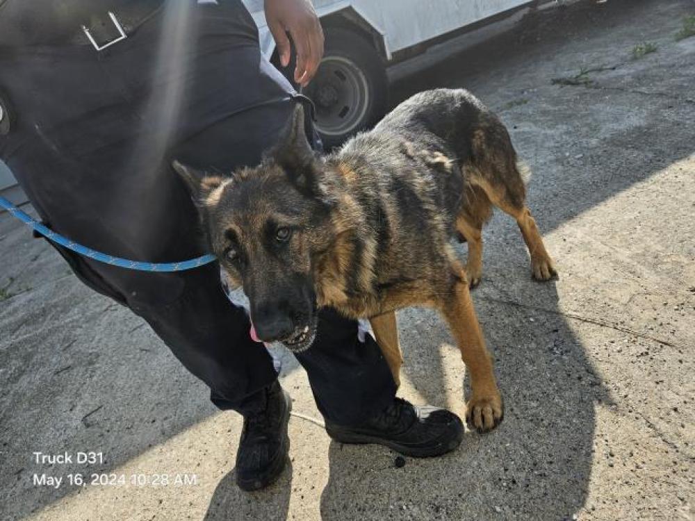 Shelter Stray Female Dog last seen Near BLOCK BURT RD, DETROIT, MI 48223, Detroit, MI 48211