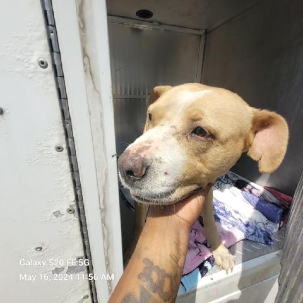 Shelter Stray Female Dog last seen Near BLOCK MT ELLIOTT, DETROIT, MI 48234, Detroit, MI 48211