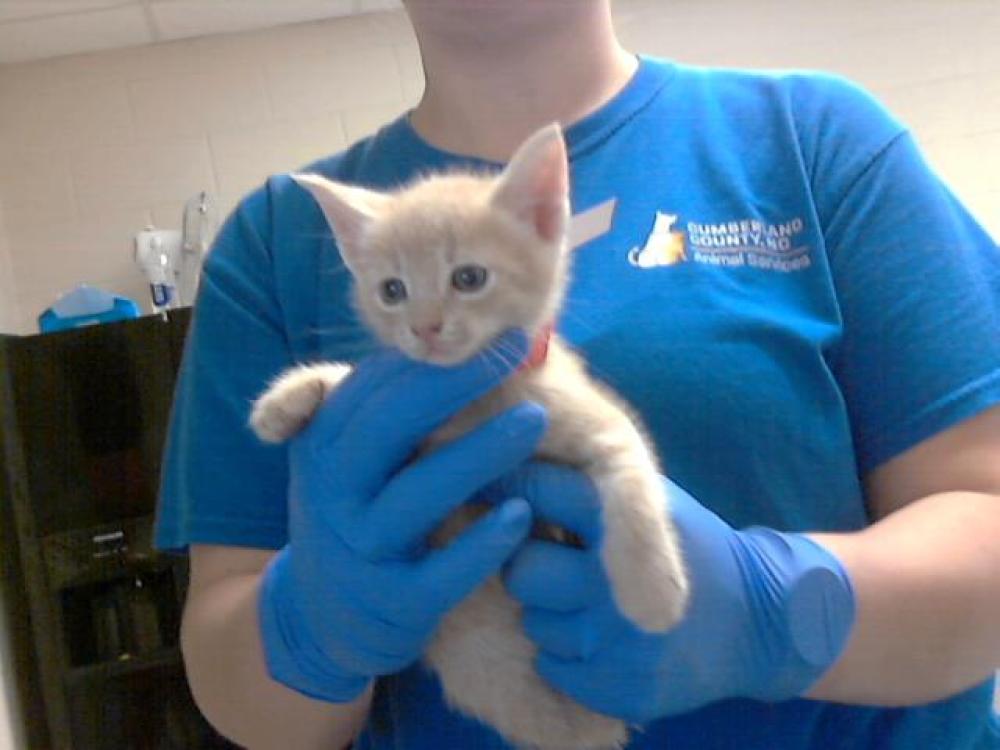 Shelter Stray Female Cat last seen Near BLOCK BARMACK CT, HOPE MILLS NC 28348, Fayetteville, NC 28306