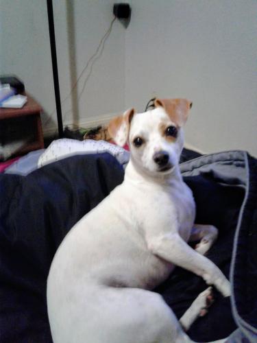 Lost Female Dog last seen Lincoin and Rio Vista , Anaheim, CA 92806