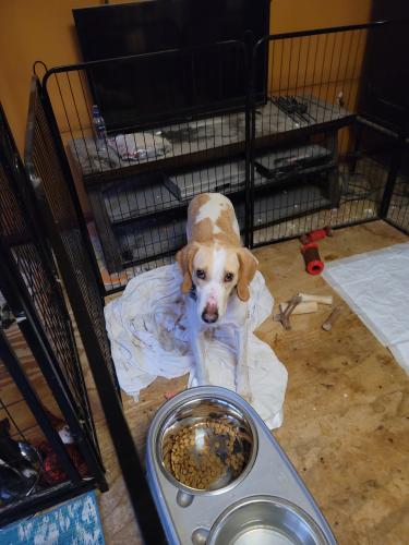 Lost Male Dog last seen Lexington Rd And Harmans Rd, Severn, MD 21076