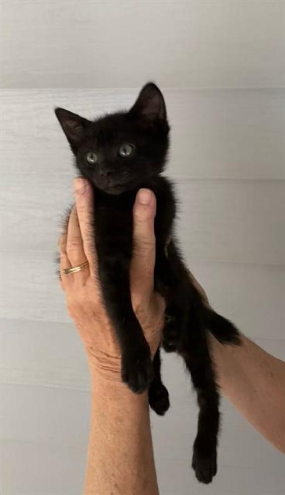 Shelter Stray Male Cat last seen Near BLOCK FRANKIE LANE DR, TALLAHASSEE FL 32310, Tallahassee, FL 32311