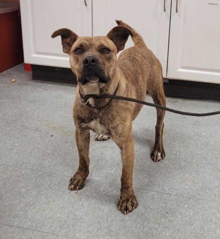 Shelter Stray Female Dog last seen Near BLOCK FLANDERS ST, DETROIT, MI, 48205, Detroit, MI 48211