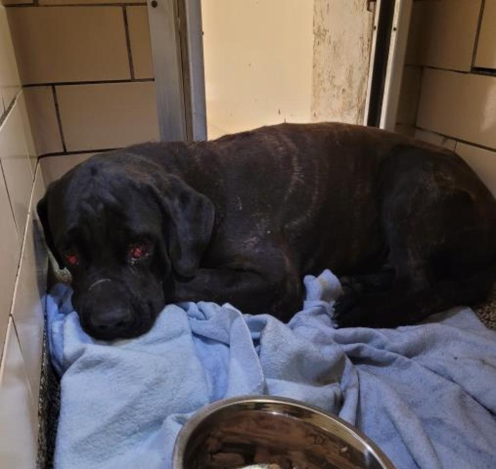 Shelter Stray Male Dog last seen Near BLOCK DUCHESS ST, DETROIT, MI 48224, Detroit, MI 48211