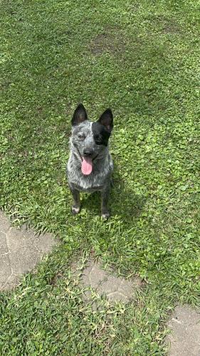 Lost Male Dog last seen Running by bayou railroad after being hit by a car, Holden, LA 70744