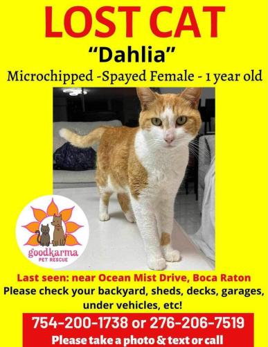 Lost Female Cat last seen Ocean Mist Drive, Boca Raton , Palm Beach County, FL 33498