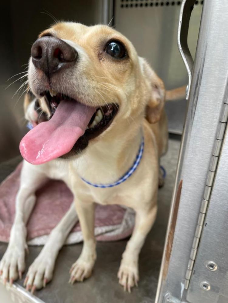 Shelter Stray Female Dog last seen Near BLOCK WAXWING COURT, Austin, TX 78702