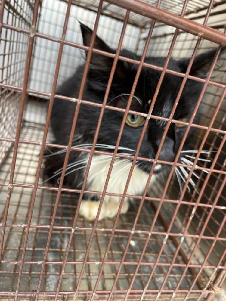 Shelter Stray Unknown Cat last seen Near BLOCK WAXWING COURT, Austin, TX 78702