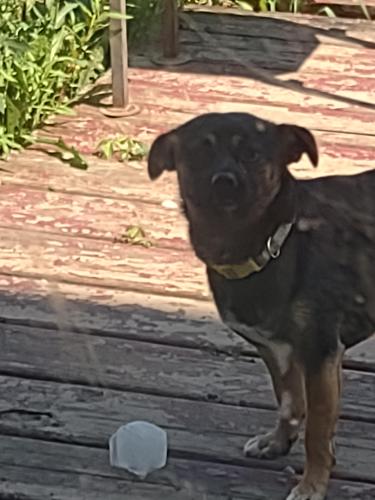 Lost Male Dog last seen Kentucky and lynhurst, Indianapolis, IN 46221