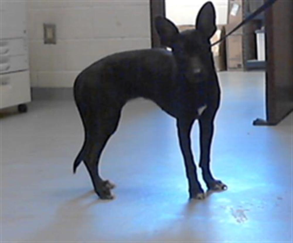 Shelter Stray Female Dog last seen Near BLOCK GOLFVIEW RD, HOPE MILLS NC 28348, Fayetteville, NC 28306