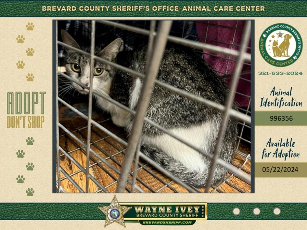 Shelter Stray Female Cat last seen Near Bacon Street, COCOA, FL, 32926, Melbourne, FL 32934