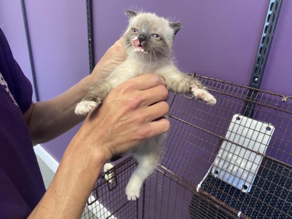 Shelter Stray Female Cat last seen Near W Ontario Drive, SALT LAKE CITY, UT, 84104, Salt Lake City, UT 84123