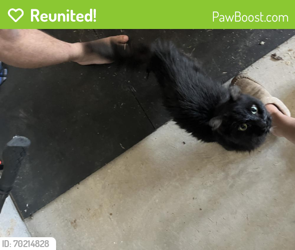 Reunited Male Cat last seen Owens Cross Rds, Madison County, AL 35763
