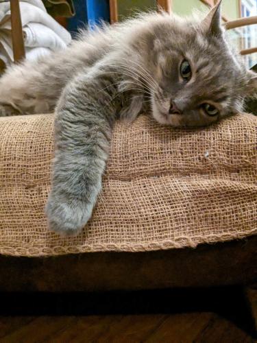 Lost Female Cat last seen Jackson Rd and Prescott Ave, Clearwater, FL 33755
