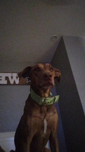 Lost Male Dog last seen Town East/ Galloway/ beltline, Mesquite, TX 75150