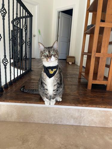 Lost Male Cat last seen Alcott St. and Lee Ave., Dallas, TX 75206