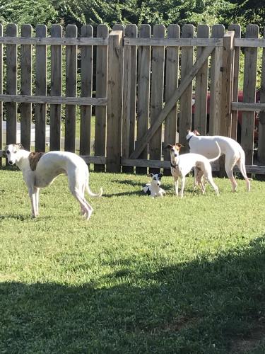 Lost Female Dog last seen The all white one looking away from camera. , Johnson City, TN 37602
