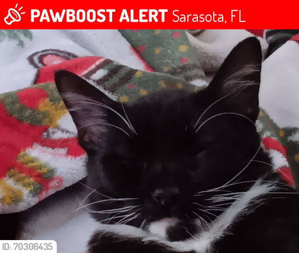 Lost Male Cat last seen 17th street sarasota, Sarasota, FL 34234