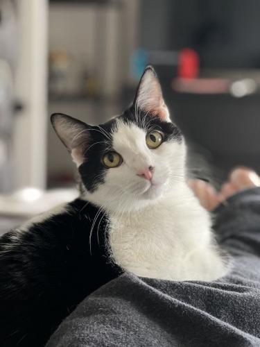 Lost Male Cat last seen 77th and Becher, West Allis, WI 53219