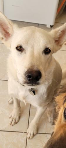Lost Male Dog last seen Dubious, Mohave County, AZ 86401