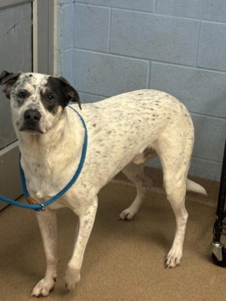 Shelter Stray Male Dog last seen Brought into DCAS for BQ, 30341, GA, Chamblee, GA 30341