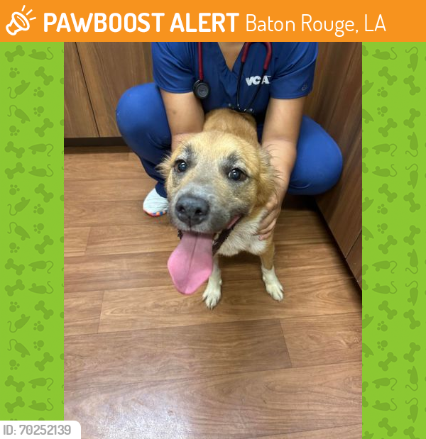 Shelter Stray Female Dog last seen Near W BROOKSTOWN DR, 70805, LA, Baton Rouge, LA 70820