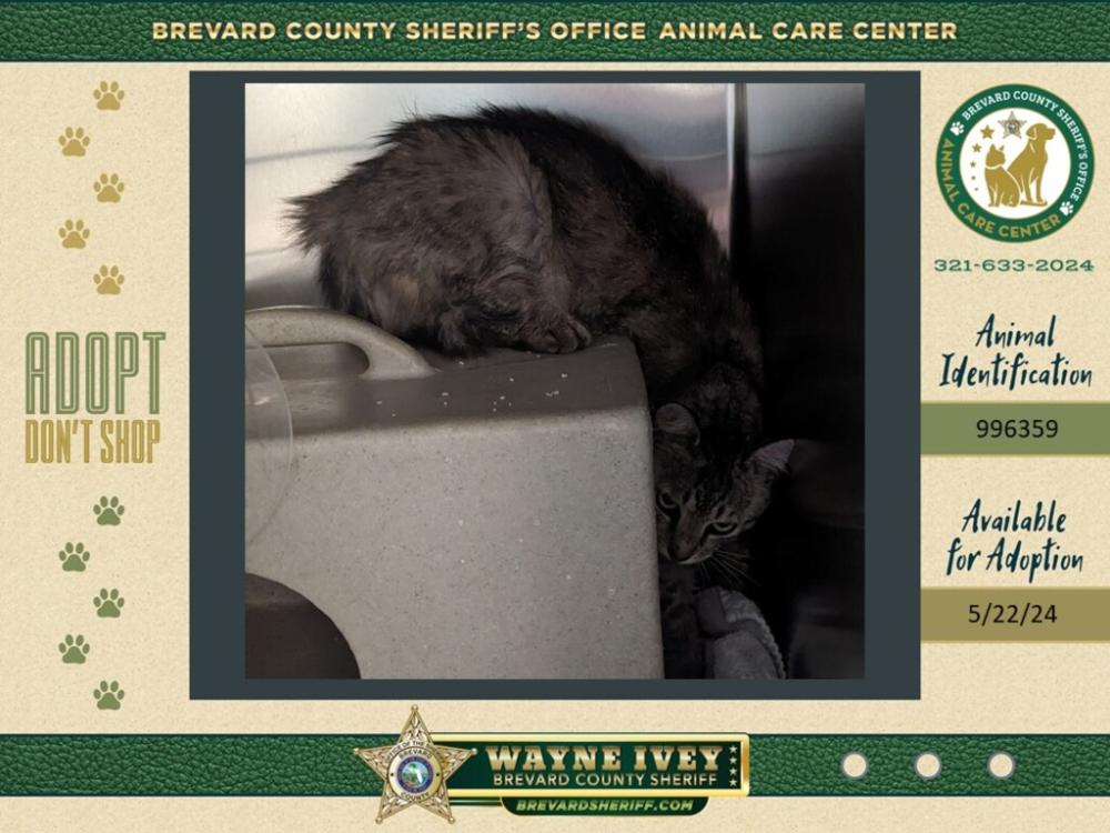 Shelter Stray Female Cat last seen Near Childre Avenue, TITUSVILLE, FL, 32780, Melbourne, FL 32934