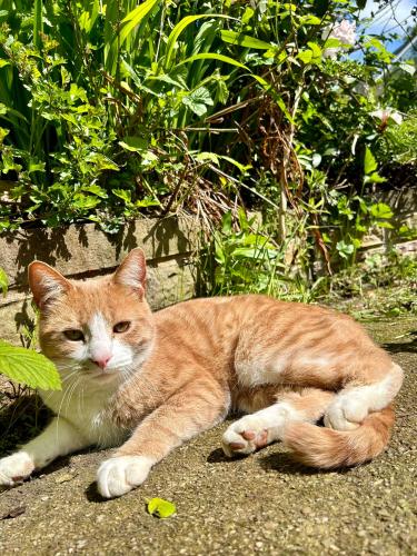 Lost Male Cat last seen Freeport Talke , Talke Pits, England ST7