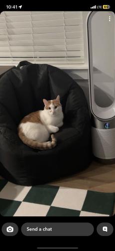 Lost Male Cat last seen MAA Vale, Raleigh, NC 27612