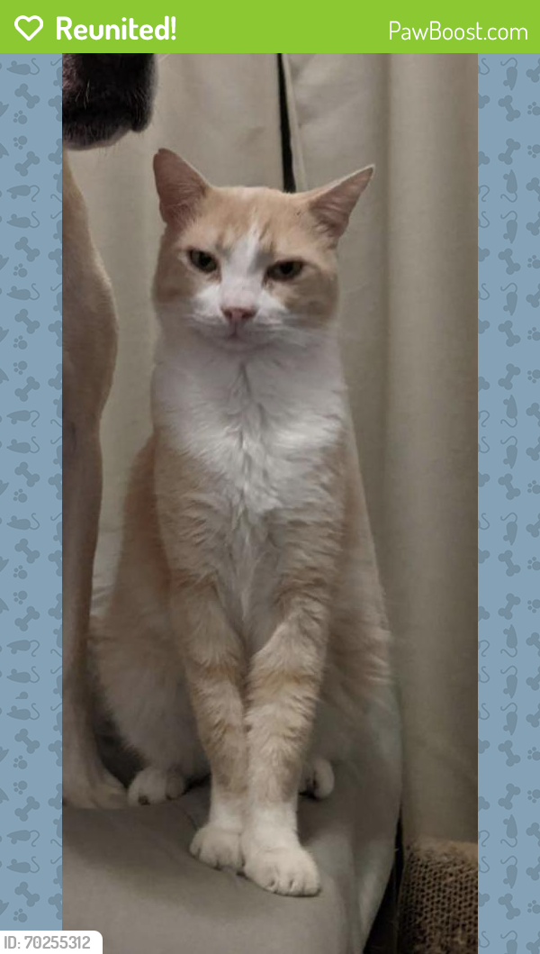 Reunited Male Cat last seen Fife and Pilgrim's Point, Webster, TX 77598