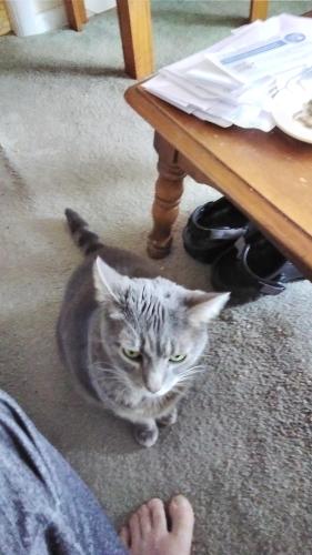 Lost Female Cat last seen Castle and deering dr, Akron, OH 44313
