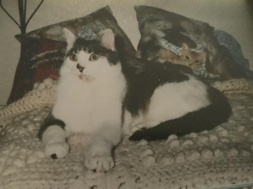 Lost Male Cat last seen sunny side rd, Salem, OR 97306