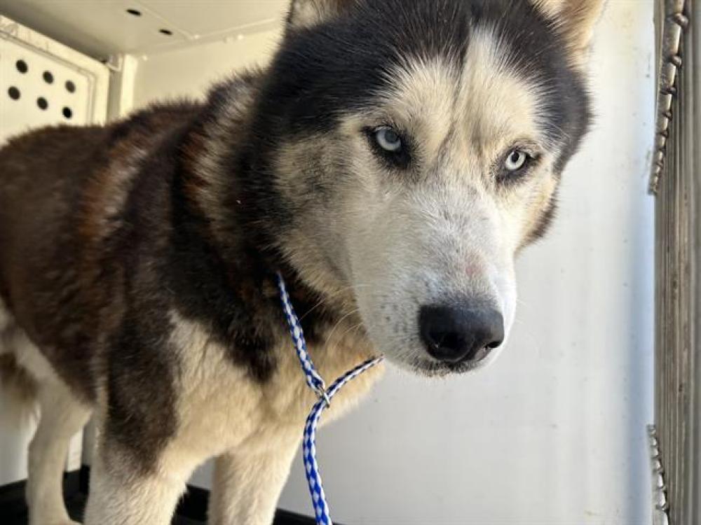 Shelter Stray Male Dog last seen Near BLK PANOROMA DR, BAKERSFIELD, CA, Bakersfield, CA 93307