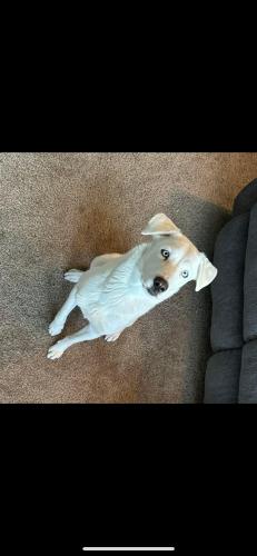 Lost Female Dog last seen Near The 215 between North Decatur and aliante, North Las Vegas, NV 89084