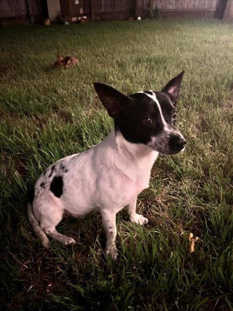 Shelter Stray Male Dog last seen ANDERSON LANE AND HARDY DR, Austin, TX 78702