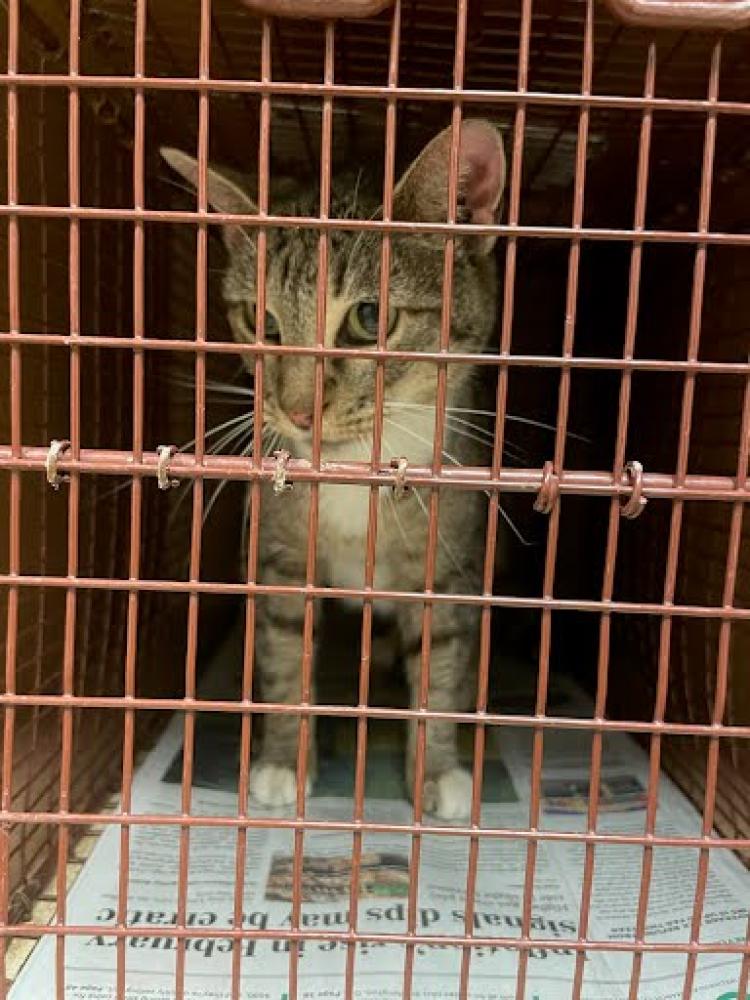 Shelter Stray Female Cat last seen Near BLOCK CENTER LAKE DRIVE, Austin, TX 78702