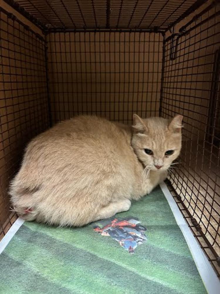 Shelter Stray Female Cat last seen Near BLOCK TOSCANA AVE, Austin, TX 78702