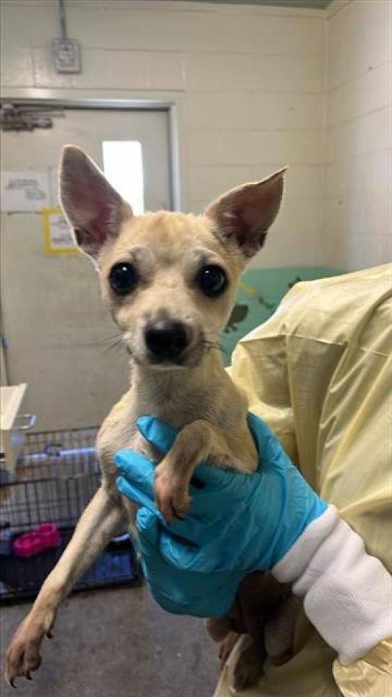 Shelter Stray Female Dog last seen 69TH ST & LEMONDROP CT, Sacramento, CA 95818