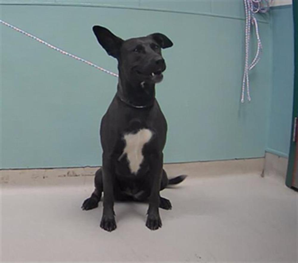 Shelter Stray Female Dog last seen Near BLUE CREEK CT, RENO NV 89508, Reno, NV 89502